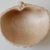 Maple Cockle